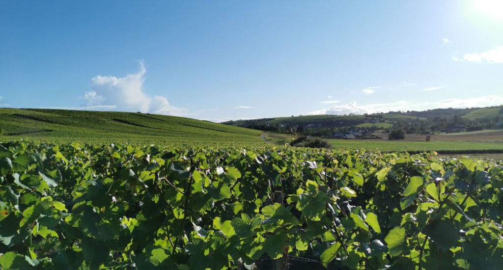 Vineyard in Pouilly, France